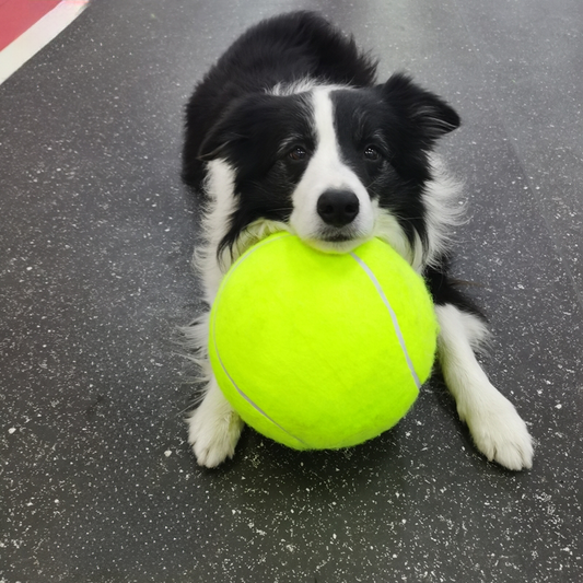 WuffBall